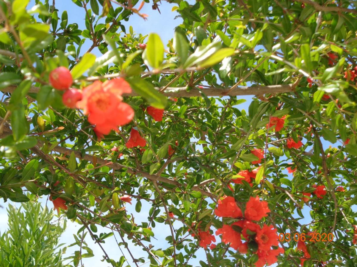 Traditional Guesthouse Asimakis Anifion 外观 照片
